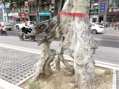 法桐&ldquo;盆景&rdquo; 市區(qū)道路整修的見(jiàn)證者