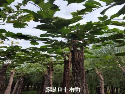 裂葉榆基地直銷，2017年價格參考