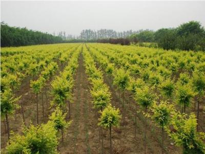 金葉榆在園林綠化中的應(yīng)用