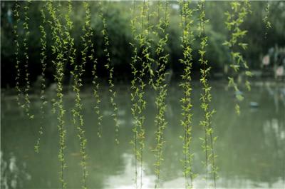 垂柳應(yīng)該要怎么進(jìn)行修剪？ 需要注意哪里事項(xiàng)？