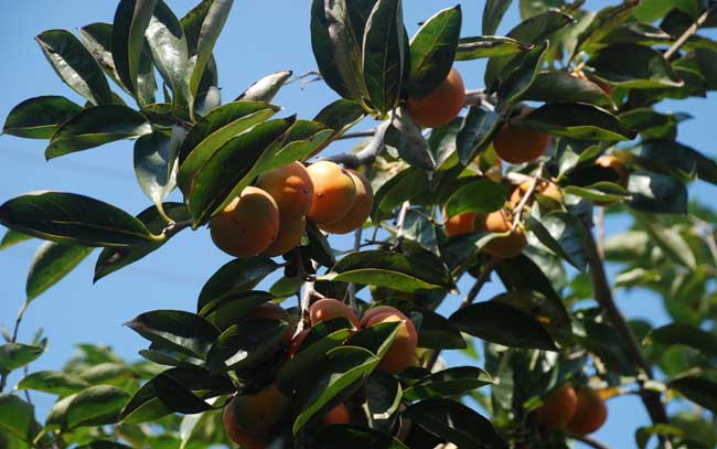 柿子樹的栽培養(yǎng)護技術