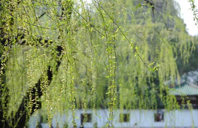 垂柳價格多少錢