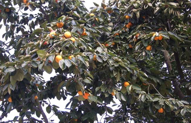 柿子樹的栽培養(yǎng)護技術