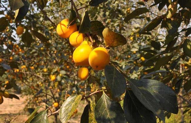 柿子樹的栽培養(yǎng)護技術