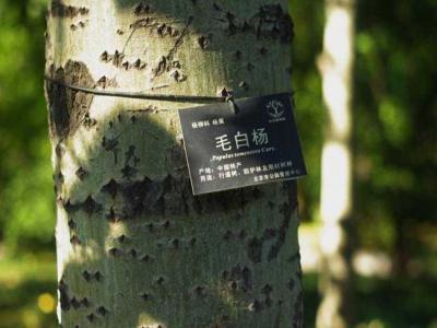 什么叫毛白楊？毛白楊有哪些特點？