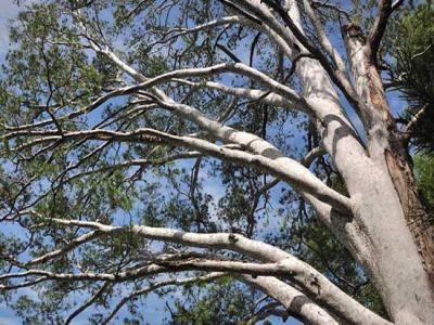 白皮松產(chǎn)地在哪里？