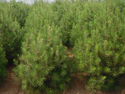 白皮松有什么用途？