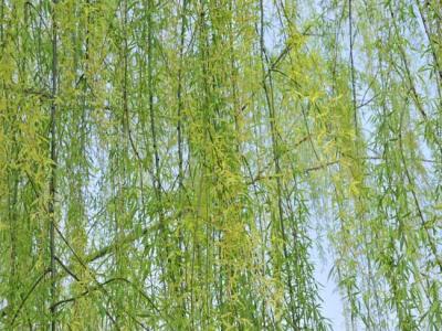 柳樹都有哪些品種？