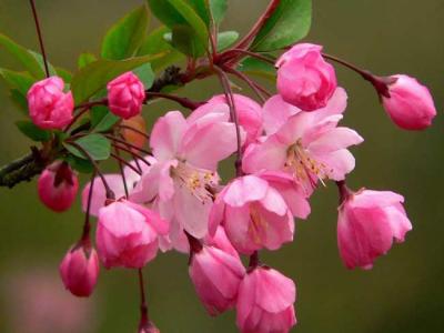 海棠四品指的是哪些品種？