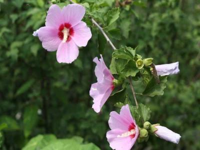 木槿都有哪些品種，花都有什么特點(diǎn)？