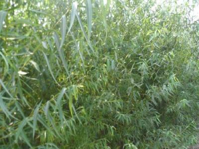 垂柳的市場(chǎng)價(jià)格是多少？