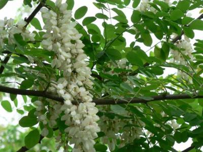 刺槐樹市場(chǎng)價(jià)格是多少？