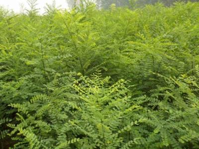 我國(guó)的國(guó)槐產(chǎn)地分布都有哪些？