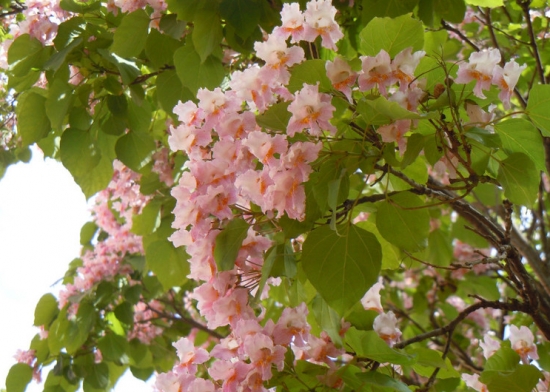 楸樹的養(yǎng)殖方法及注意事項