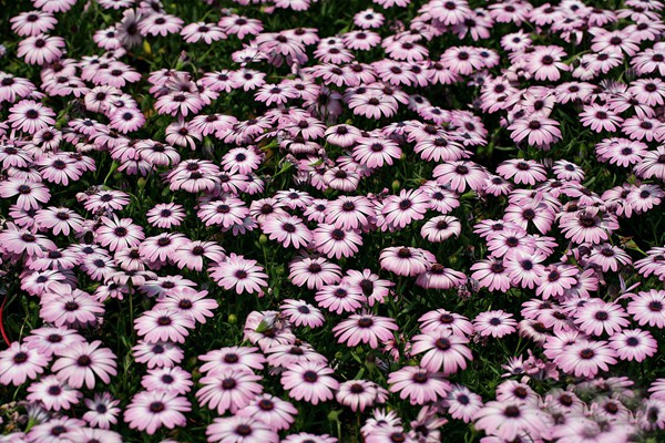 萬(wàn)壽菊?qǐng)D片