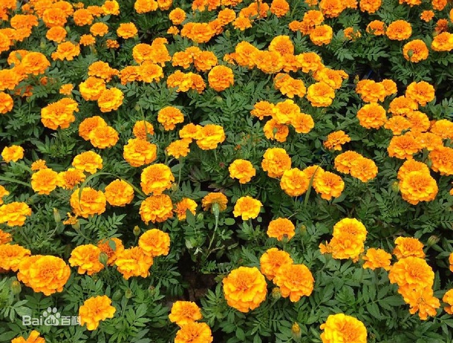 爽朗活潑的孔雀草，居然被向日葵搶去了本名！