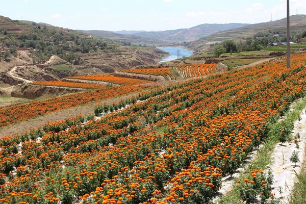 萬(wàn)壽菊?qǐng)D片