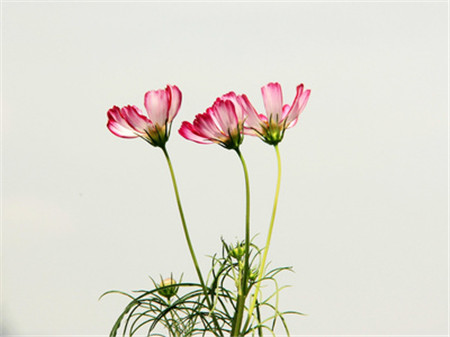 格?；破諘r(shí)間：波斯菊可以是！