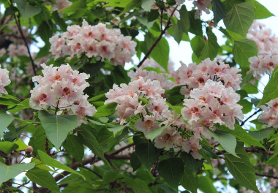 楸樹的養(yǎng)殖方法及注意事項