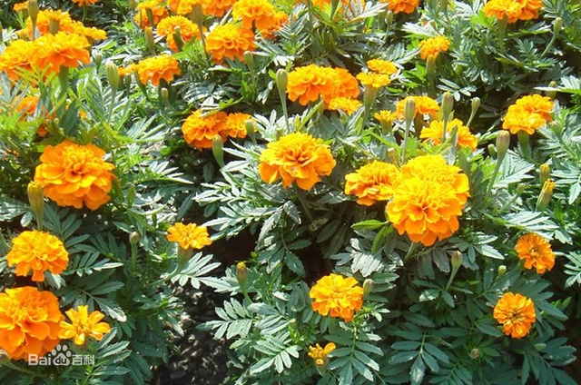 爽朗活潑的孔雀草，居然被向日葵搶去了本名！