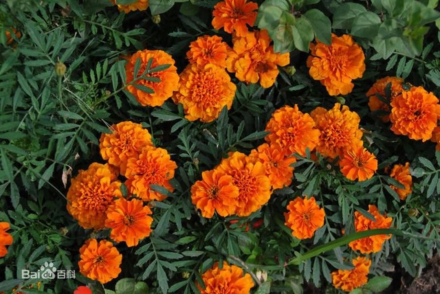 爽朗活潑的孔雀草，居然被向日葵搶去了本名！