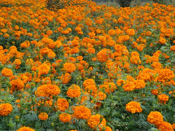 萬(wàn)壽菊?qǐng)D片