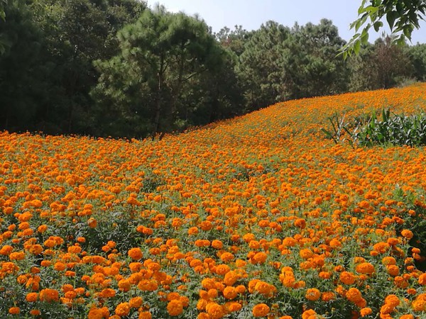 萬(wàn)壽菊?qǐng)D片