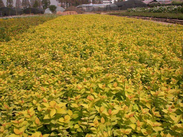 金山繡線菊圖片