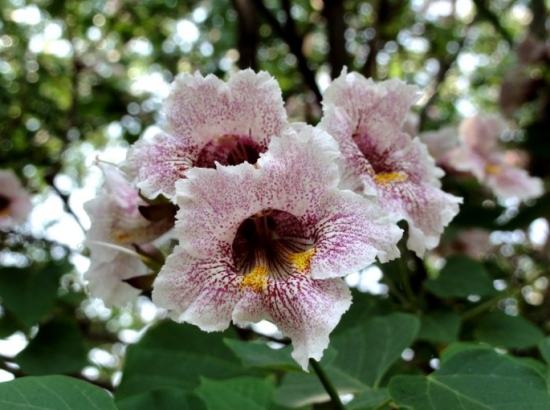 楸樹的養(yǎng)殖方法及注意事項