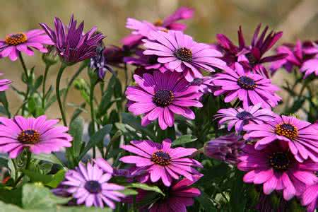 萬(wàn)壽菊?qǐng)D片