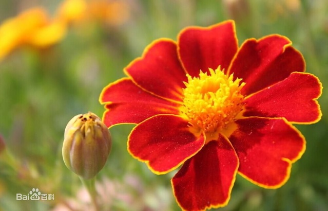 爽朗活潑的孔雀草，居然被向日葵搶去了本名！