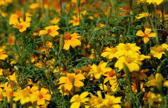 細(xì)葉萬(wàn)壽菊