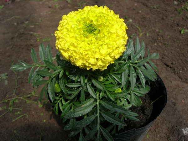 萬(wàn)壽菊?qǐng)D片