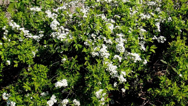 珍珠繡線菊?qǐng)D片