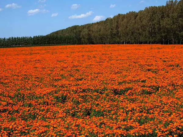 萬(wàn)壽菊?qǐng)D片