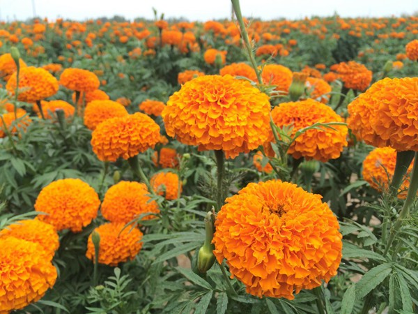 萬(wàn)壽菊?qǐng)D片