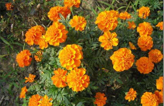 小種萬(wàn)壽菊