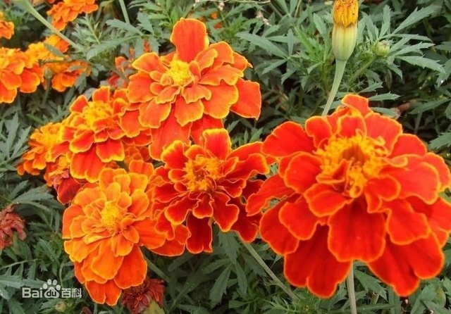 爽朗活潑的孔雀草，居然被向日葵搶去了本名！