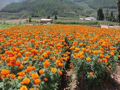 萬(wàn)壽菊的功效與作用