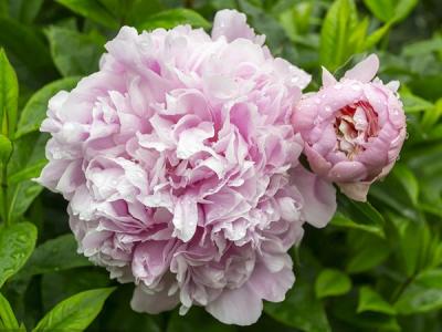 芍藥的功效與作用？