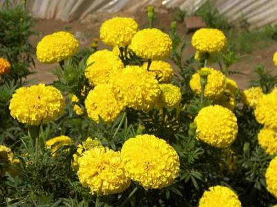 萬(wàn)壽菊的花語(yǔ)是什么？