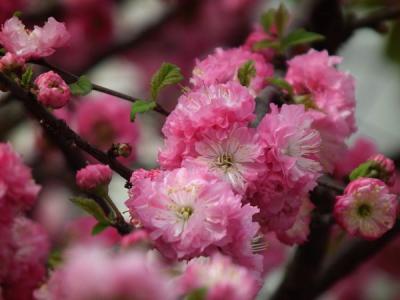 榆葉梅都有哪些品種？