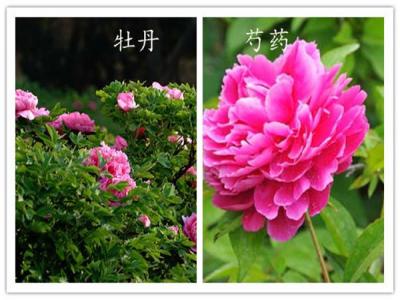 如何分辨牡丹和芍藥？