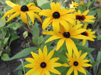  黑心菊怎么種，如何進(jìn)行修剪？