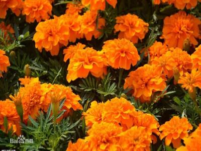 爽朗活潑的孔雀草，居然被向日葵搶去了本名！