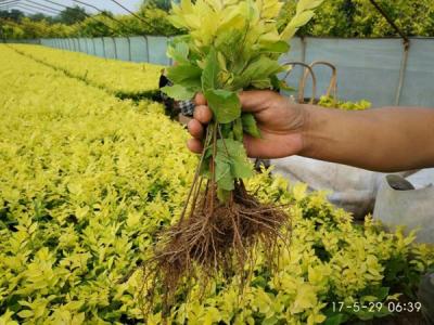 金葉榆小苗多少錢一棵，最新價(jià)格是多少？