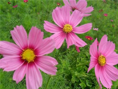 波斯菊和格?；ㄓ惺裁磪^(qū)別