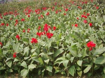 美人蕉品種有哪些？