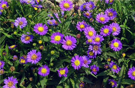 荷蘭菊的養(yǎng)殖注意事項(xiàng) 荷蘭菊的養(yǎng)殖注意事項(xiàng)