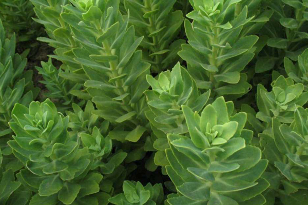 八寶景天有毒嗎？